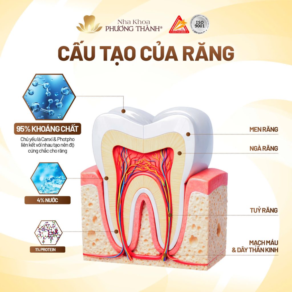 Cấu tạo của răng: 3 lớp quan trọng bạn nên biết để bảo vệ răng đúng cách