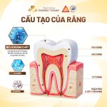 The Structure of a Tooth: 3 Important Layers You Should Know to Protect Your Teeth Properly